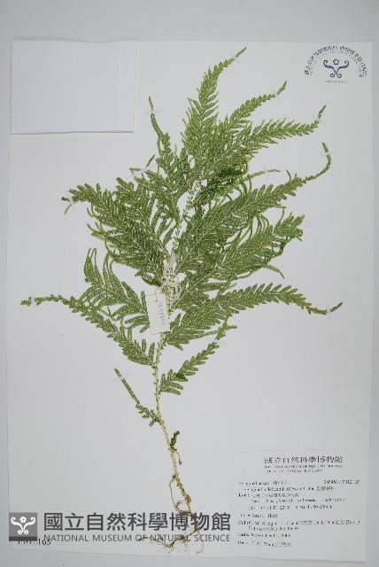 全緣卷柏藏品圖，第1張