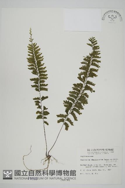 Accession Number:P000165 Collection Image, Figure 1, Total 5 Figures