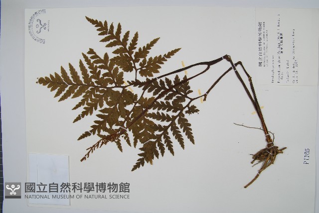薄葉大陰地蕨藏品圖，第1張