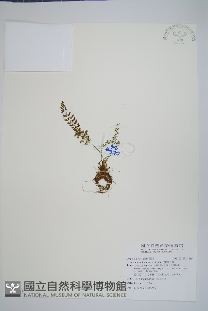 小葉鐵角蕨藏品圖，第1張