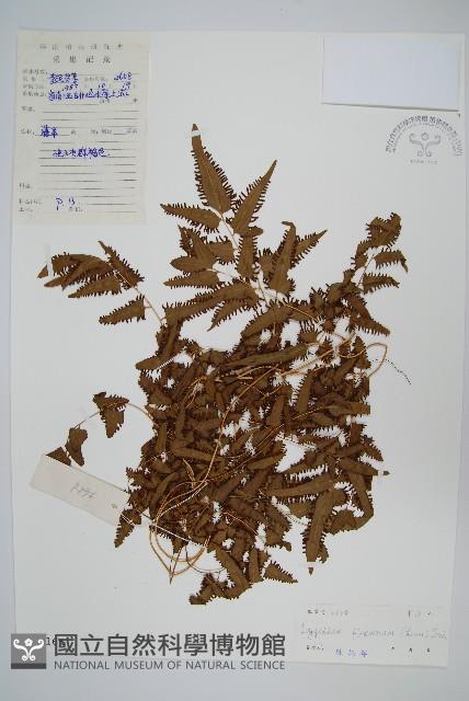 曲軸海金沙藏品圖，第1張