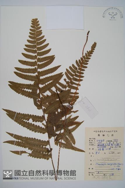 邊緣鱗蓋蕨藏品圖，第1張