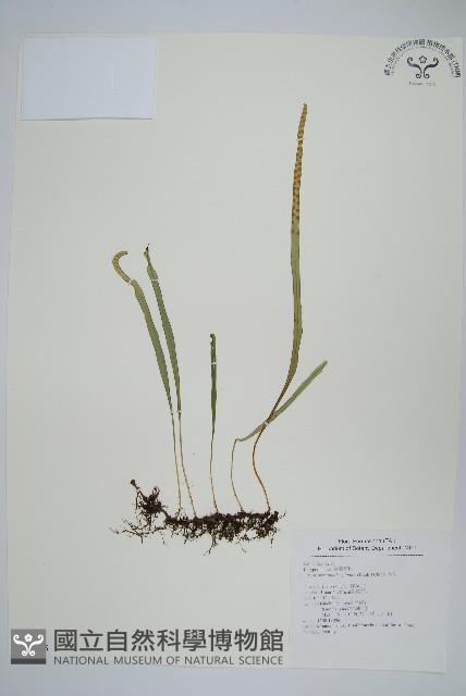 瓦葦藏品圖，第1張