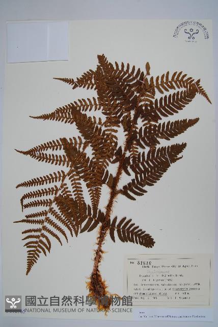 登錄號:P012765藏品圖，第1張