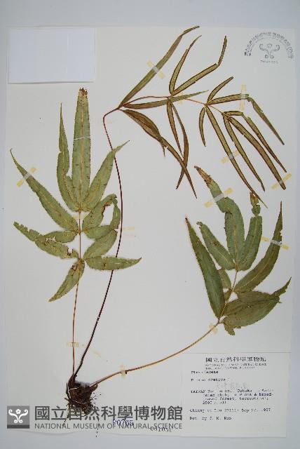 大葉鳳尾蕨藏品圖，第1張