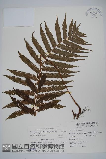 斜葉金星蕨藏品圖，第1張