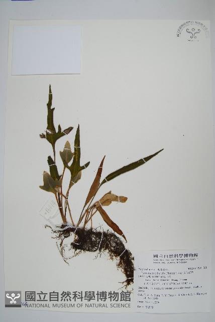 槭葉石葦藏品圖，第1張