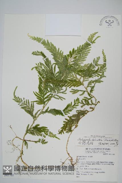 全緣卷柏藏品圖，第1張