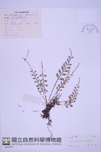 長生鐵角蕨藏品圖，第1張