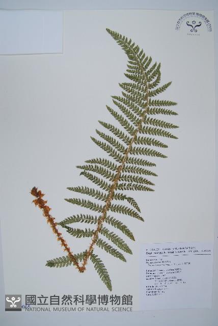 尖葉耳蕨藏品圖，第1張