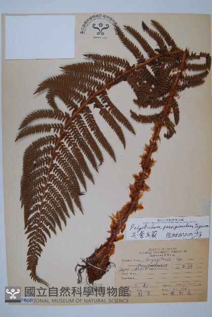 尖葉耳蕨藏品圖，第1張