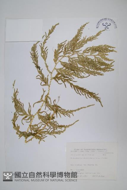 全緣卷柏藏品圖，第1張