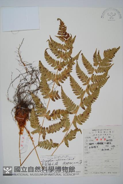 亞二型鱗毛蕨藏品圖，第1張