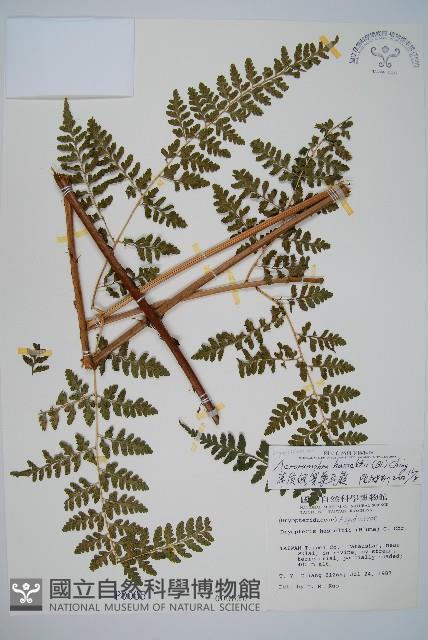 哈氏假複葉耳蕨藏品圖，第1張