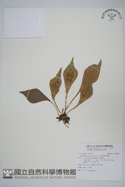 車前蕨藏品圖，第1張