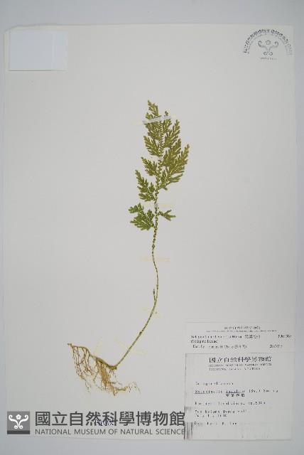 異葉卷柏藏品圖，第1張