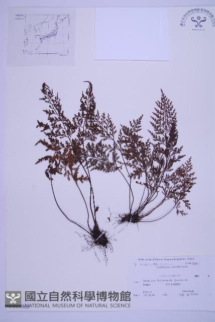 華中鐵角蕨藏品圖，第1張