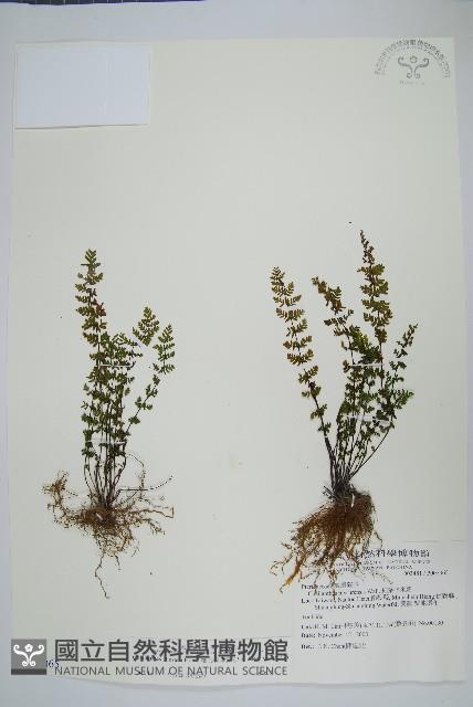 細葉碎米蕨藏品圖，第1張