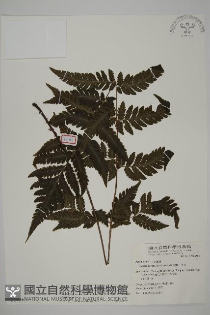 薄葉擬肋毛蕨藏品圖，第1張