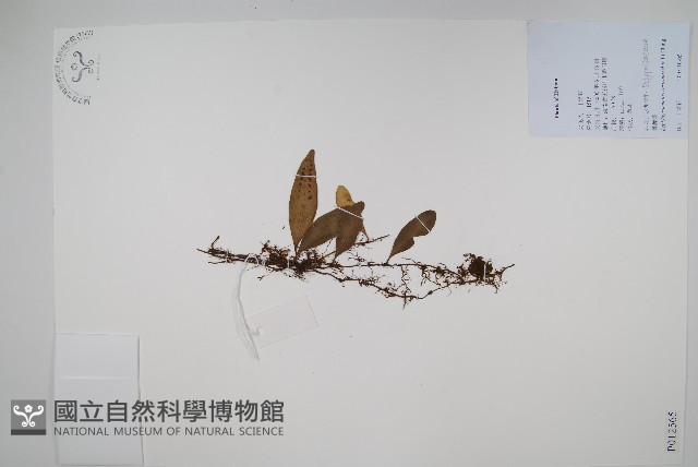 骨牌蕨藏品圖，第1張