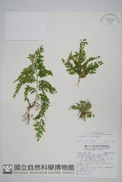 異葉卷柏藏品圖，第1張