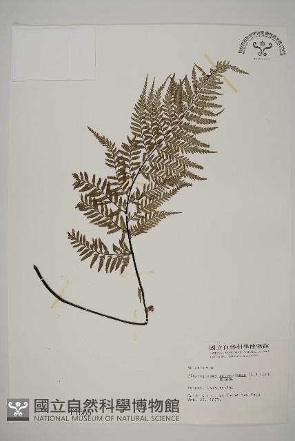 粉葉蕨藏品圖，第1張