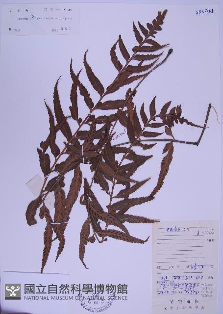 兩廣鐵角蕨藏品圖，第1張