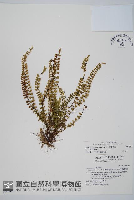 鐵角蕨藏品圖，第1張
