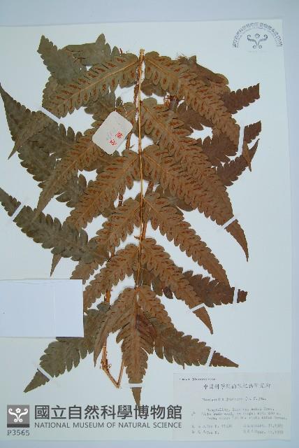 日本狗脊蕨藏品圖，第1張