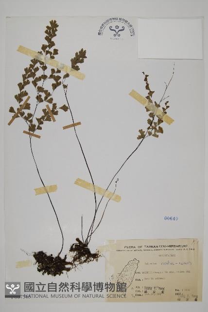 鐵線蕨藏品圖，第1張