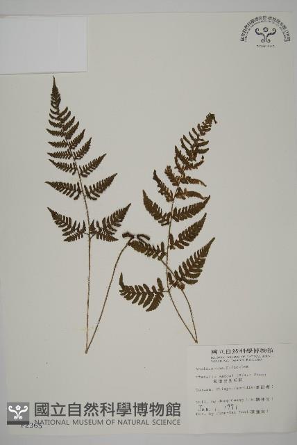 愛德氏肋毛蕨藏品圖，第1張