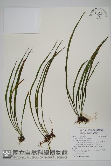 書帶蕨藏品圖，第1張