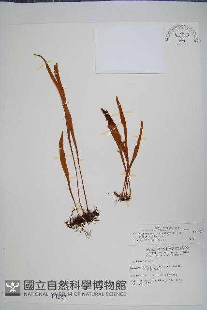 玉山石葦藏品圖，第1張