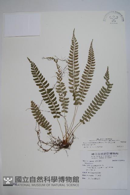 韓氏耳蕨藏品圖，第1張