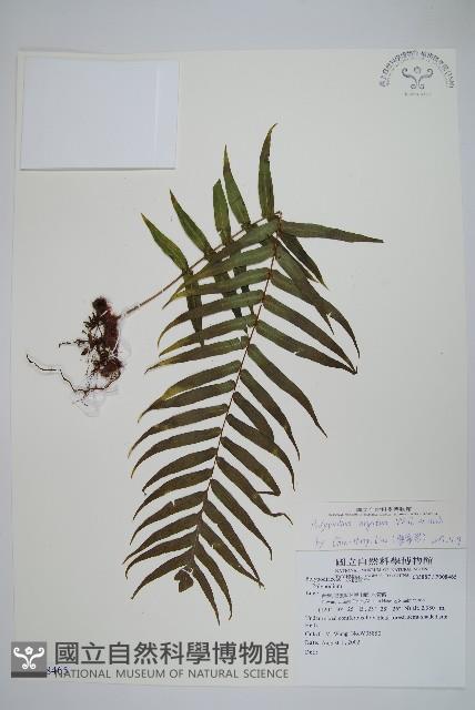 箭葉水龍骨、擬水龍骨藏品圖，第1張