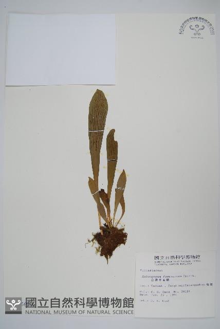 臺灣車前蕨藏品圖，第1張