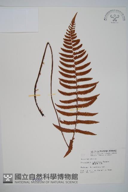 細葉鱗毛蕨藏品圖，第1張