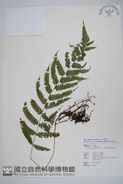 狹基鉤毛蕨藏品圖，第1張