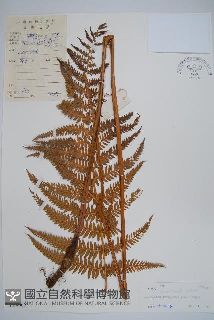 密毛蕨、巒大蕨藏品圖，第1張