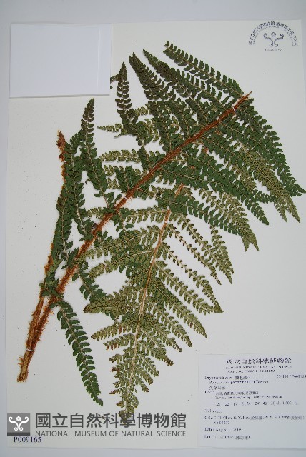 尖葉耳蕨藏品圖，第1張