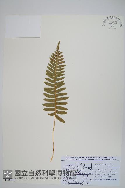 多足蕨藏品圖，第1張