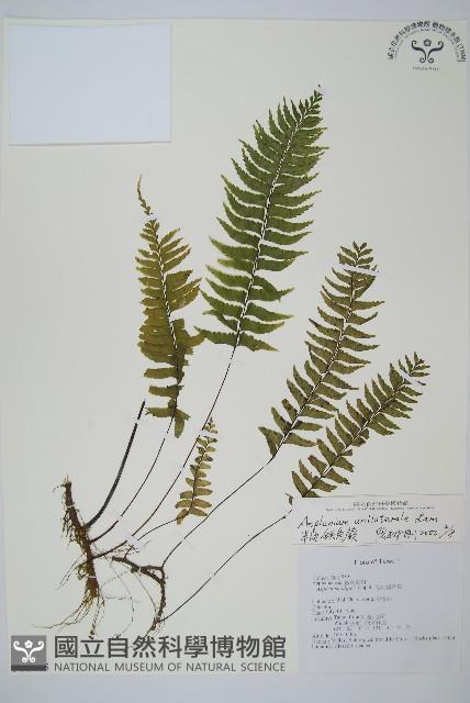 單邊鐵角蕨藏品圖，第1張