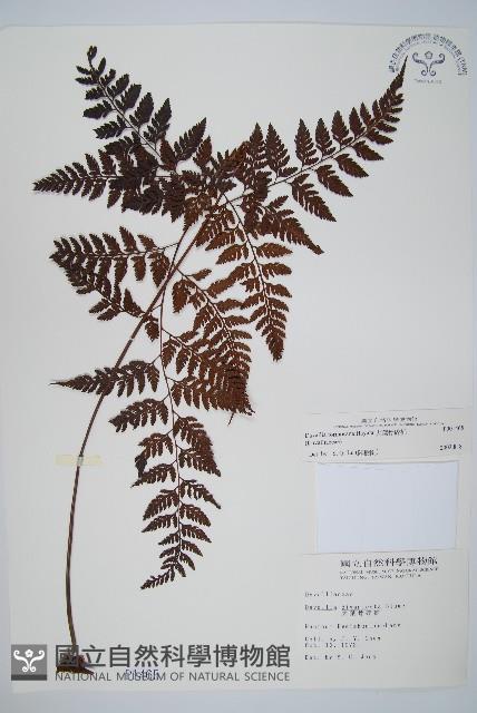 大葉骨碎補、台灣骨碎補、骨碎補藏品圖，第1張