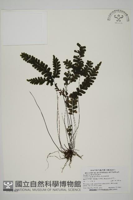 長尾鐵線蕨藏品圖，第1張