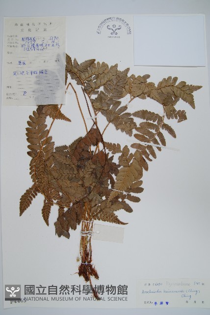 海南複葉耳蕨藏品圖，第1張