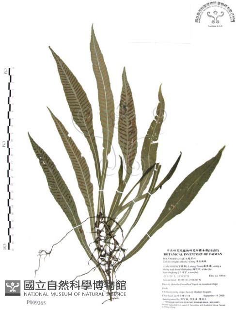 萊氏線蕨藏品圖，第1張