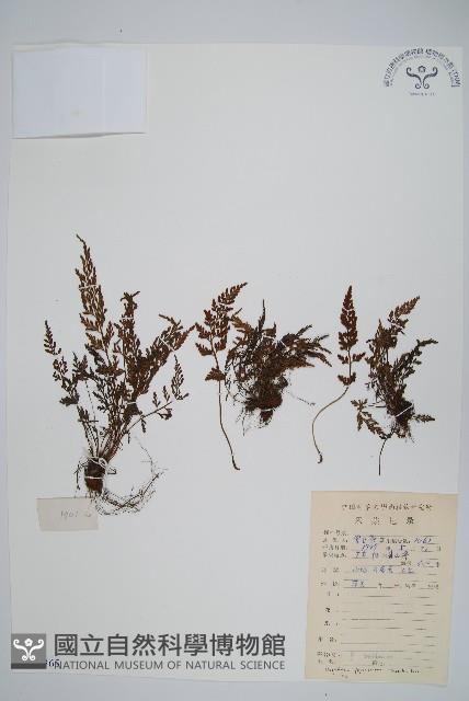 日本金粉蕨藏品圖，第1張