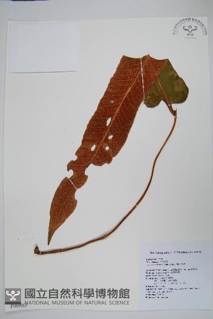 盧山石葦藏品圖，第1張