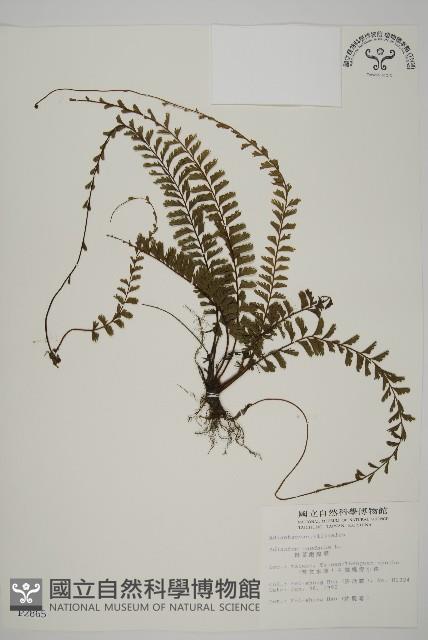 鞭葉鐵線蕨藏品圖，第1張