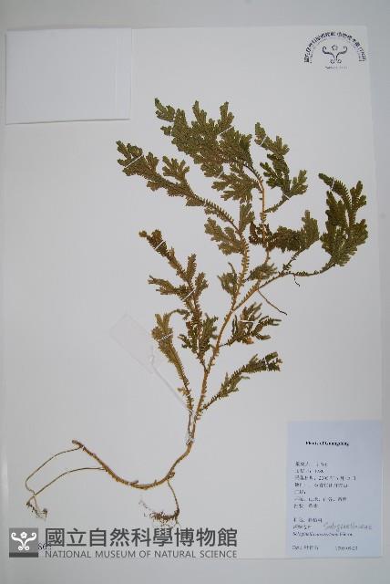 生根卷柏藏品圖，第1張